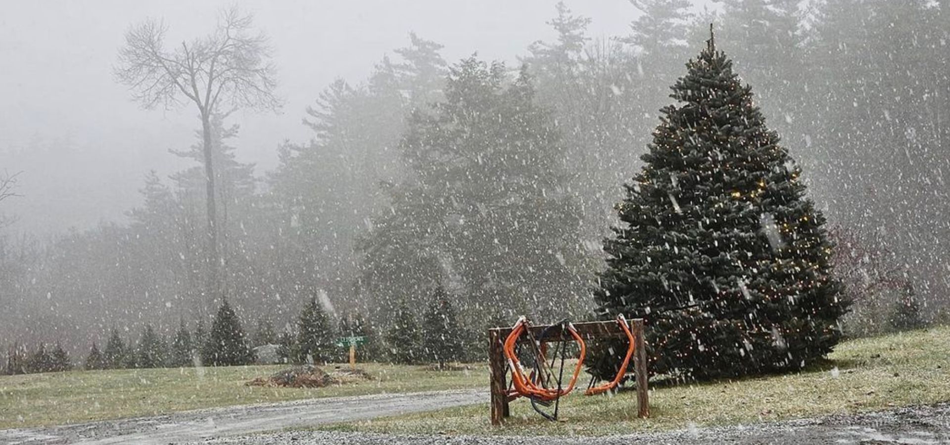 Christmas Tree Farm in New Hampshire