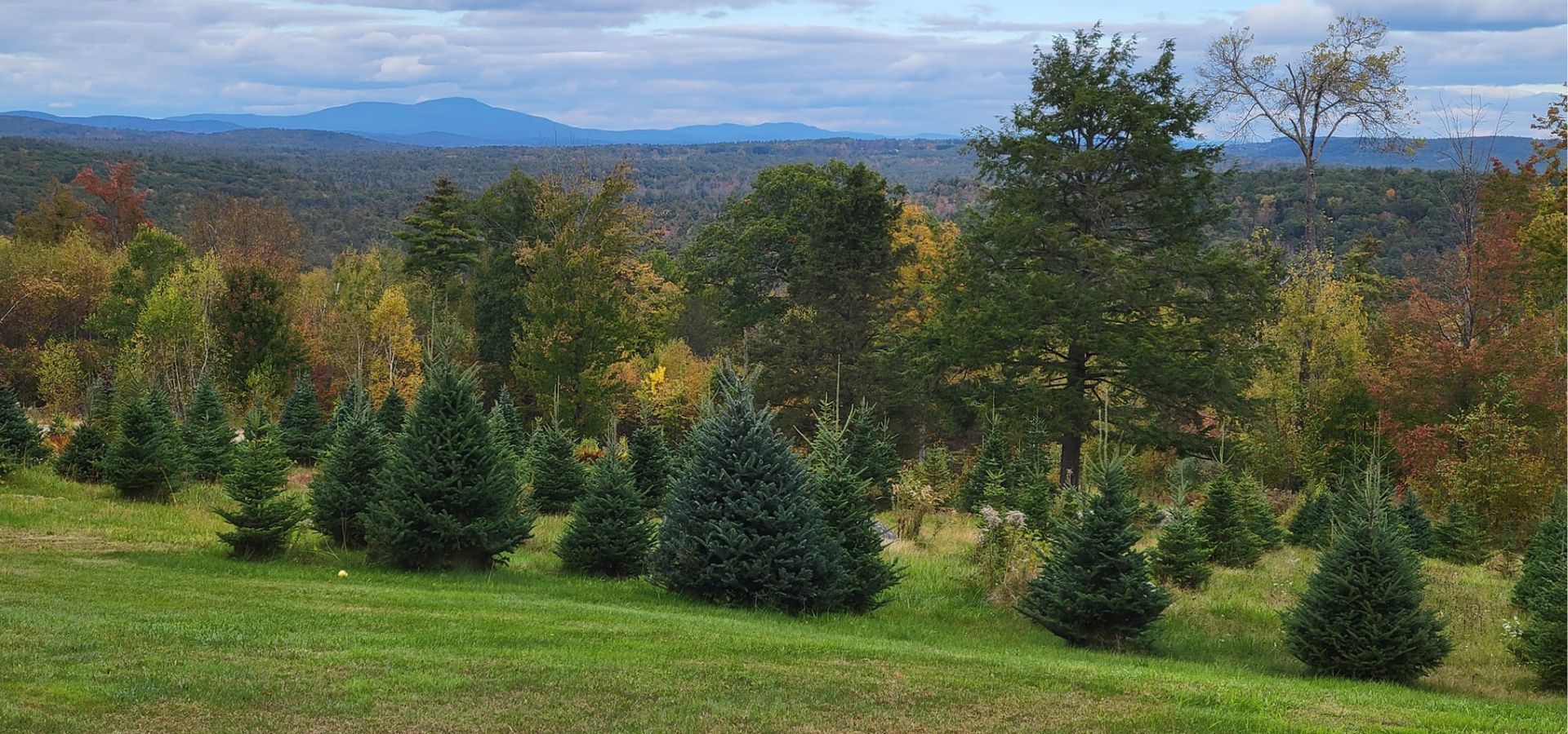 Christmas Tree Farm in New Hampshire