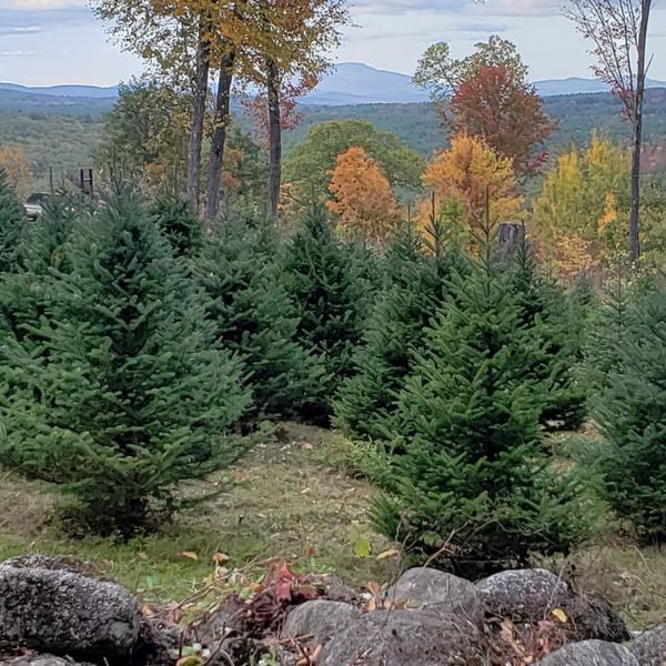 Christmas Trees New Hampshire